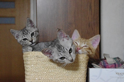 3匹の仔猫たち.jpg