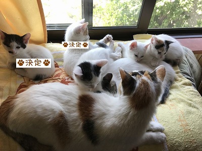 6匹の仔猫と母猫.JPG