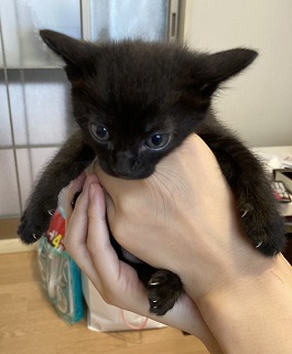 9月生まれの5兄妹黒猫１.JPG