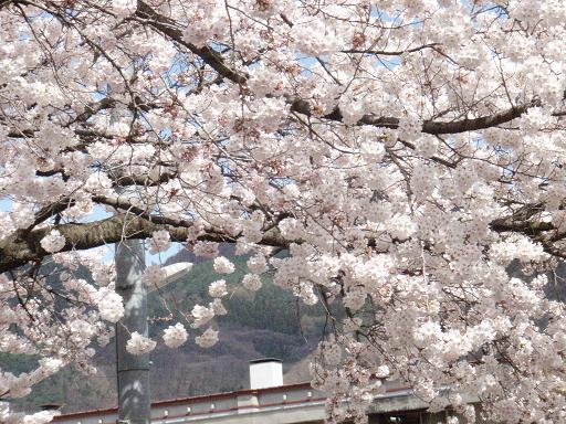 ある高校の桜.jpg