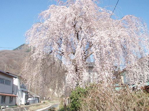 しだれ桜３.jpg