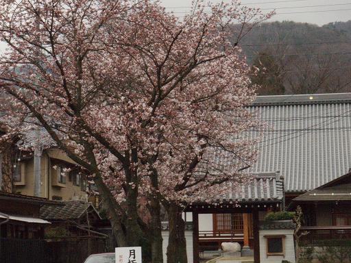 もうちょっとの桜.jpg