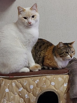 チャイ君と母猫柚子ちゃん2歳.jpg