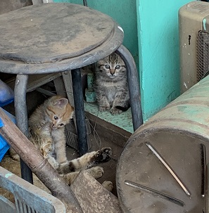 トラファルガー家の保護猫３匹.jpg