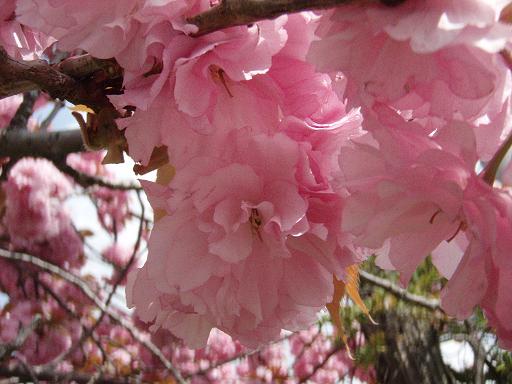 八重桜３.jpg