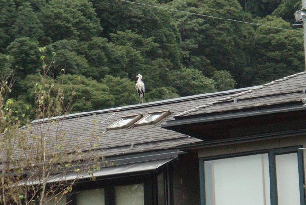 屋根の鷺.jpg