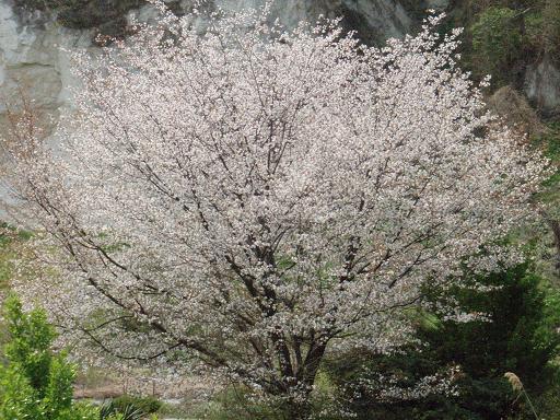 山桜.jpg