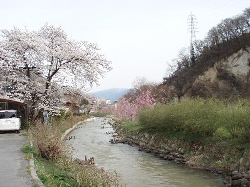 川の桜.jpg