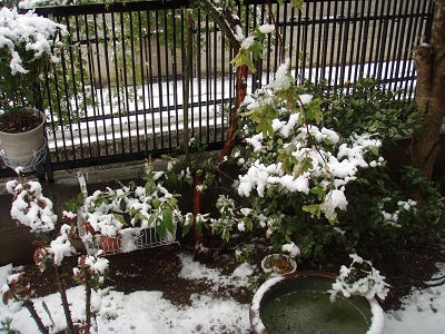 春の雪.jpg