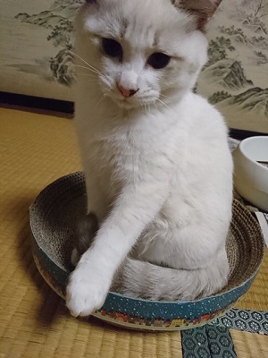 松代保護猫.JPG