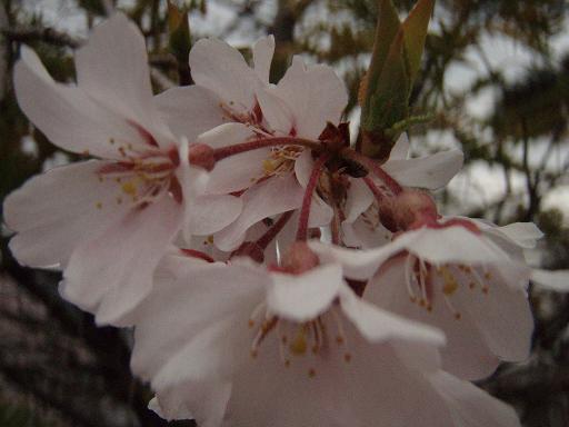 桜.jpg