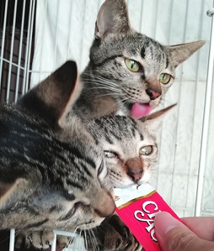 母猫とニタ・メイ.jpg