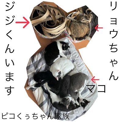 猫団子の写真.JPG