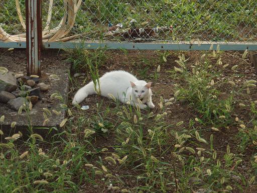 白い猫.jpg