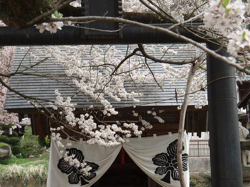 神代桜１１.jpg