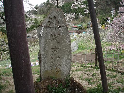 神代桜１２.jpg