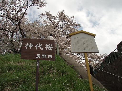 神代桜３.jpg