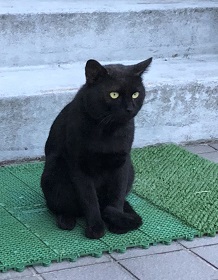 若里黒猫オス.jpg