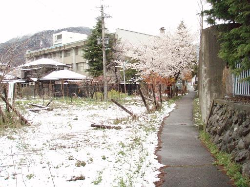 雪と桜.jpg
