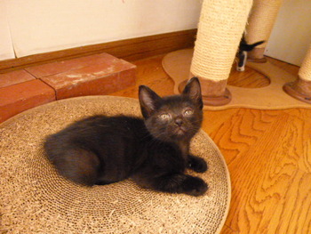 黒猫ナナ.jpg