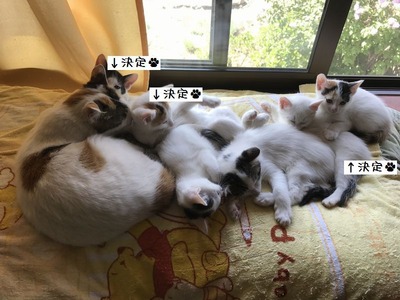 ６匹の仔猫と母猫３.jpg