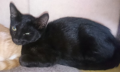 pimo（黒猫）2.jpg